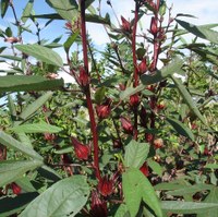 Startup desenvolve plantfilme mais barato e sustentável para as culinárias oriental e havaiana