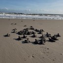 Tartarugas marinhas sob monitoramento na Ilha de Santana - MA.jpg