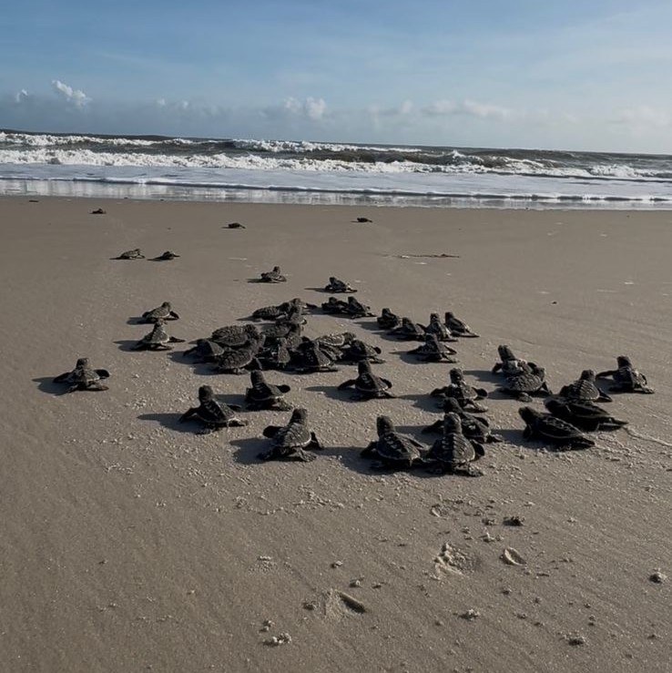 Tartarugas marinhas sob monitoramento na Ilha de Santana - MA.jpg