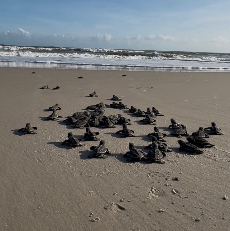 Tartarugas marinhas sob monitoramento na Ilha de Santana - MA.jpg