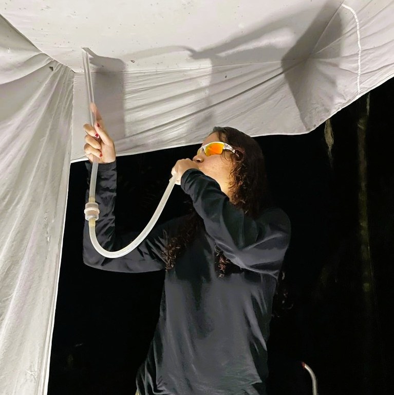 Captura noturna dos mosquitos na Barraca de Shannon com sugador entomologico.jpg